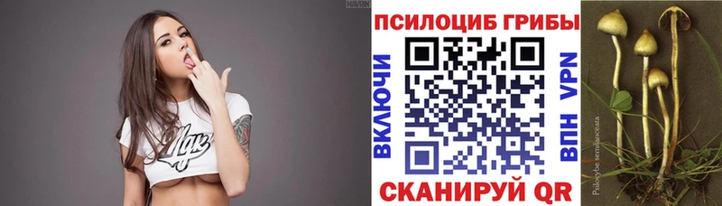 купить закладку  mega рабочий сайт  Псилоцибиновые грибы мицелий  Снежногорск 